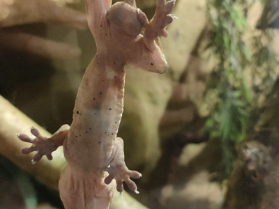 Gecko à crête - De Zonnegloed - Refuge pour animaux